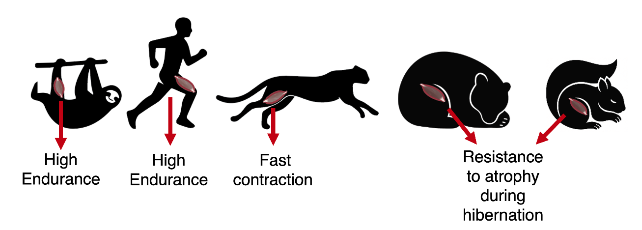 Comparative muscle physiology adaptations in sloth, human, cheetah, bear, and ground squirrel