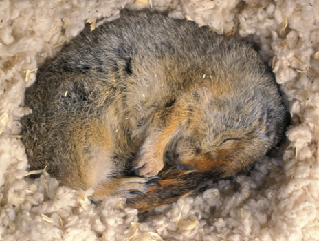 Hibernating ground squirrel curled in a nest