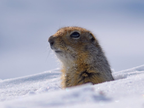 Arctic ground squirrel emerging from snow