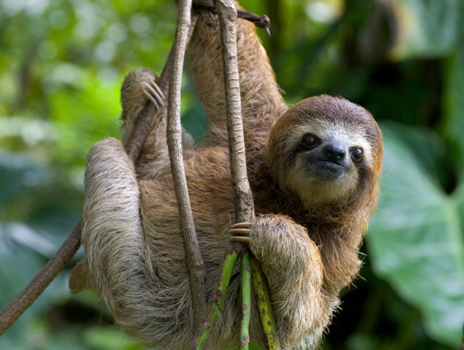 Sloth climbing in a tropical forest