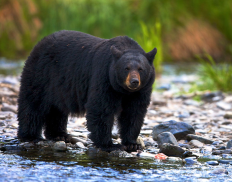 Black bear standing in a stream
