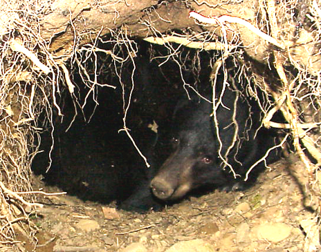 Black bear hibernating in a den