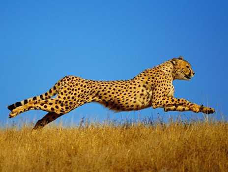 Cheetah running across grassland